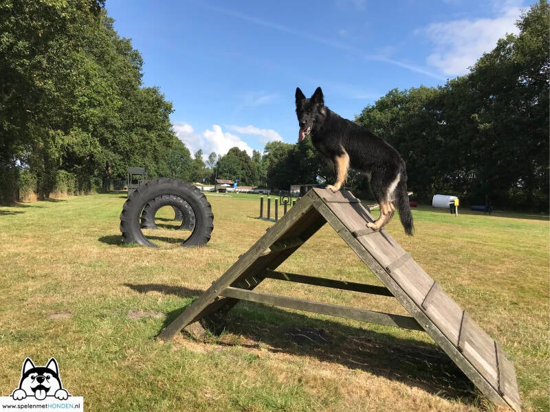 Hondenspeeltuin Midden-Drenthe in Beilen, Drenthe. Superleuk en mooi voor honden