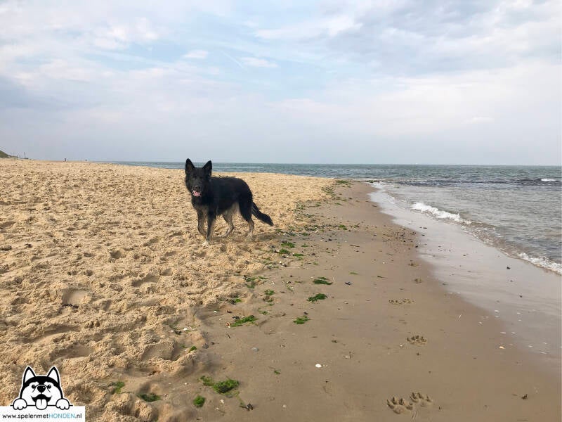 Losloopgebied strandslag Huisduinen Den Helder Noord-Holland