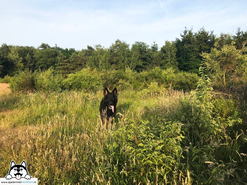 Losloopgebied Groote Heide in Venlo Limburg, Hondenspeelotheek Spelen met Honden Heerhugowaard