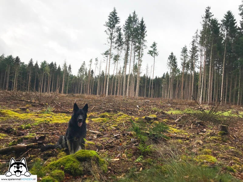 Losloopgebied Boswachterij Odoorn Drenthe Hondenspeelotheek Spelen met HONDEN Heerhugowaard. Wandelen met de hond in mooie gebieden