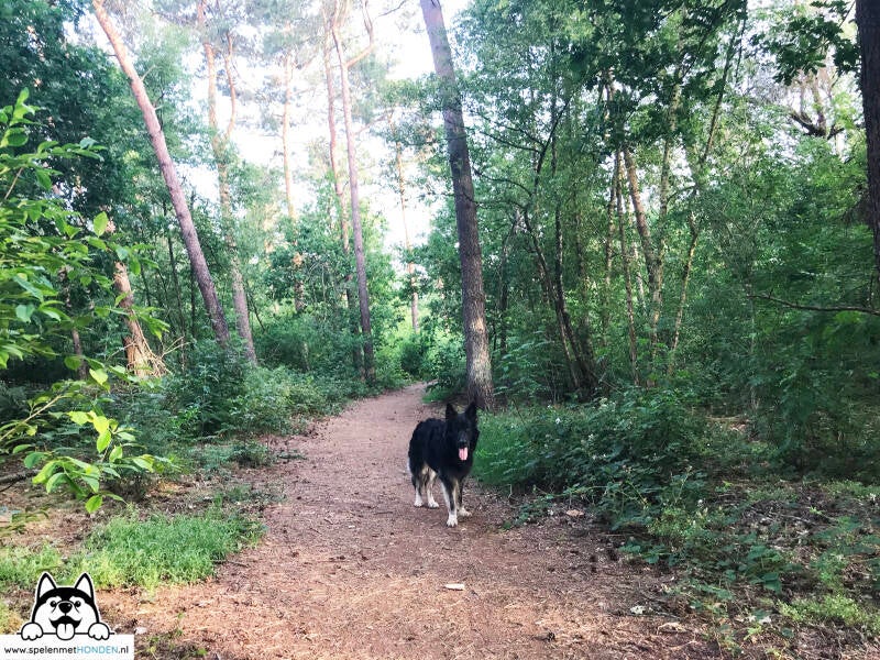 Losloopgebied Schadijkse Bossen in America, Limburg.  Hondenspeelotheek Spelen met Honden Heerhugowaard