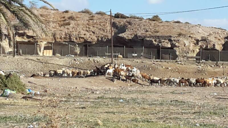 el pozo geiten & schapen