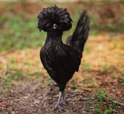 Sier: Chabo, Wyandotte, Baardkriel, Padua, Zijdehoender