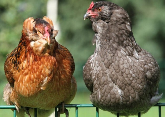 Legkip kleurlegger: Eurocana (olijfgroene eieren), Araucana (blauwe eieren), Marans (donker bruine eieren)