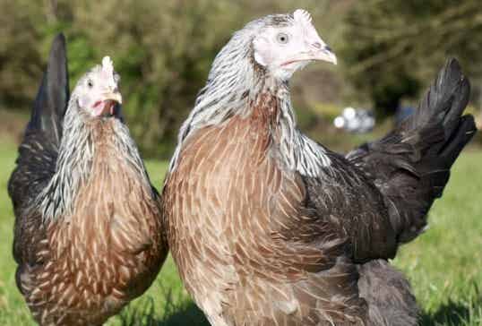 Legkip: Leghorn Goudpatrijs, Tricolor, Silverhals, Dalmatiner