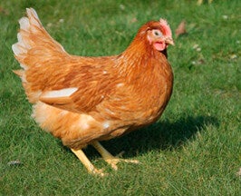 Legkip: Isa Brow, Redco, Leghorn wit