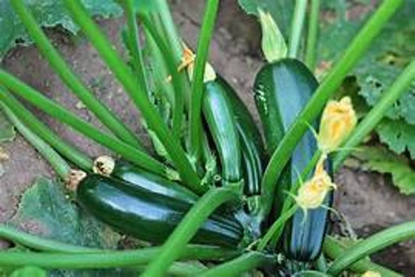Huisgemaakte soep -  Courgette