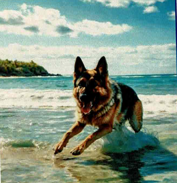 Chien