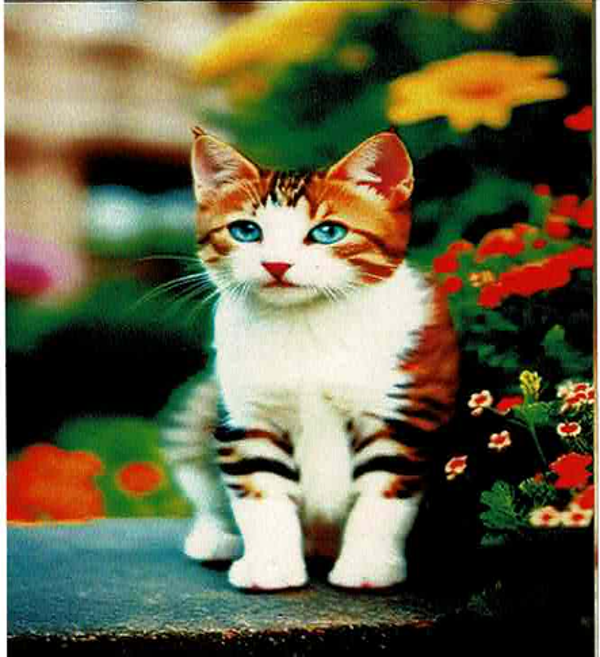 Chat