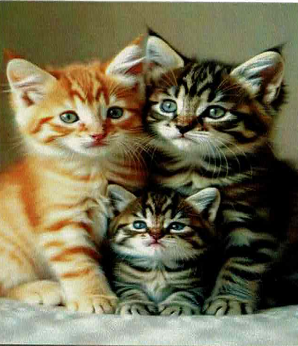 Chat