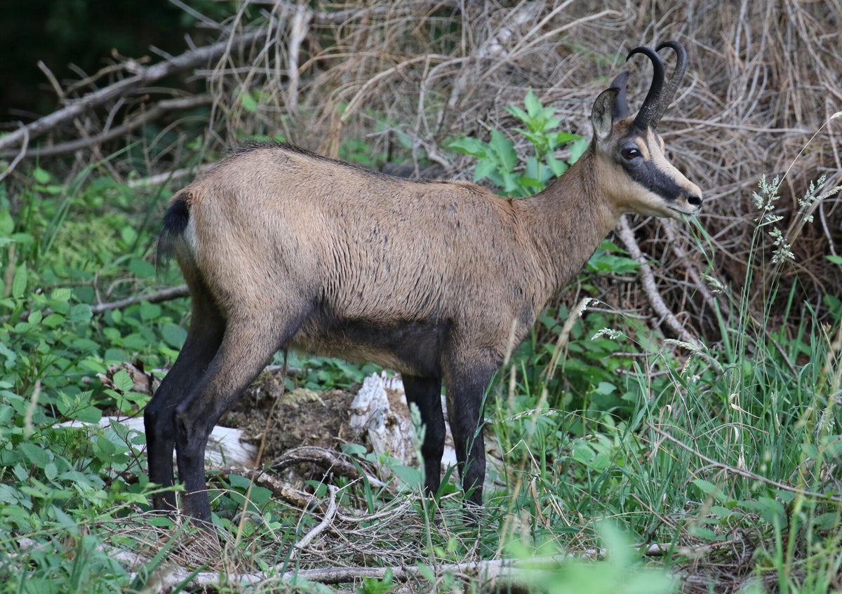 Gämse / Säugetiere / Tiere naturmotive.ch