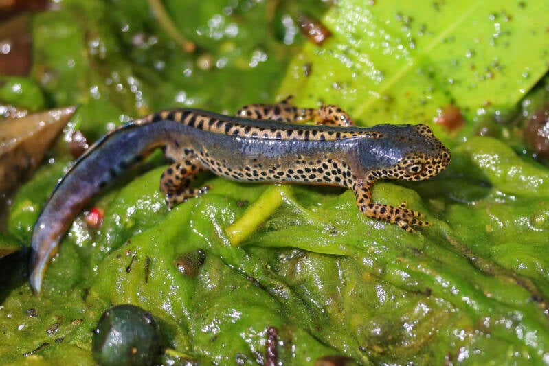 Der Bergmolch (Ichthyosaura alpestris)