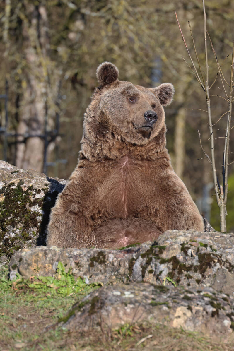 Braunbär (Ursus arctos)