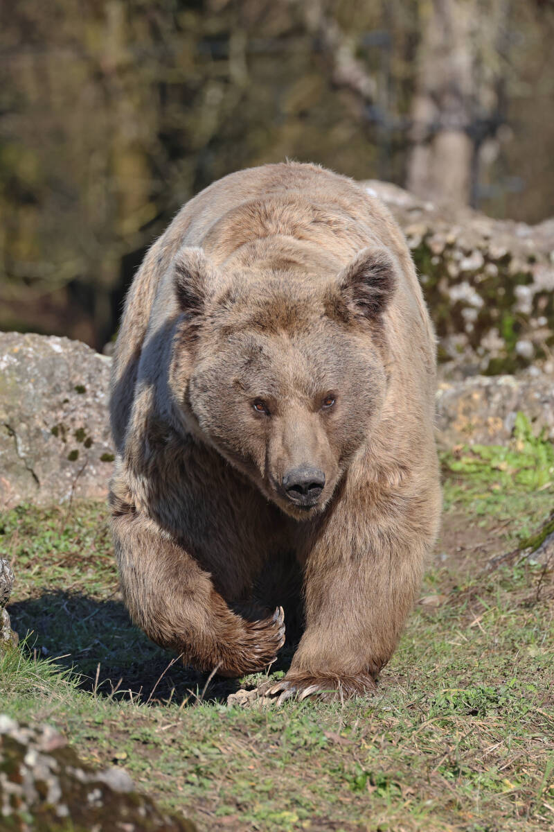 Braunbär (Ursus arctos)