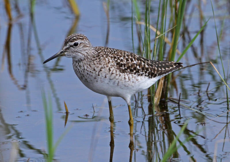 Bruchwasserläufer (Tringa glareola)