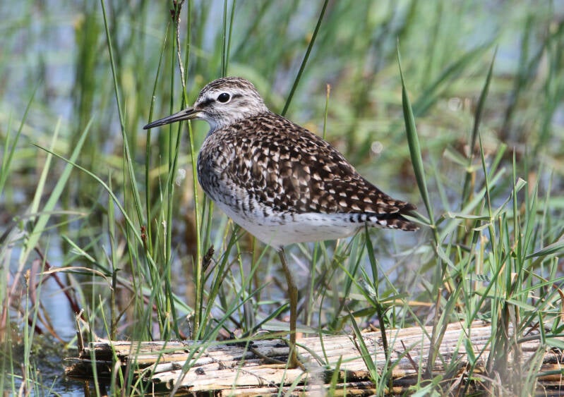 Bruchwasserläufer (Tringa glareola)