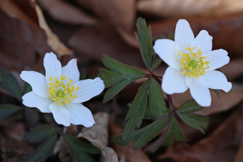 Das Buschwindröschen (Anemone nemorosa)