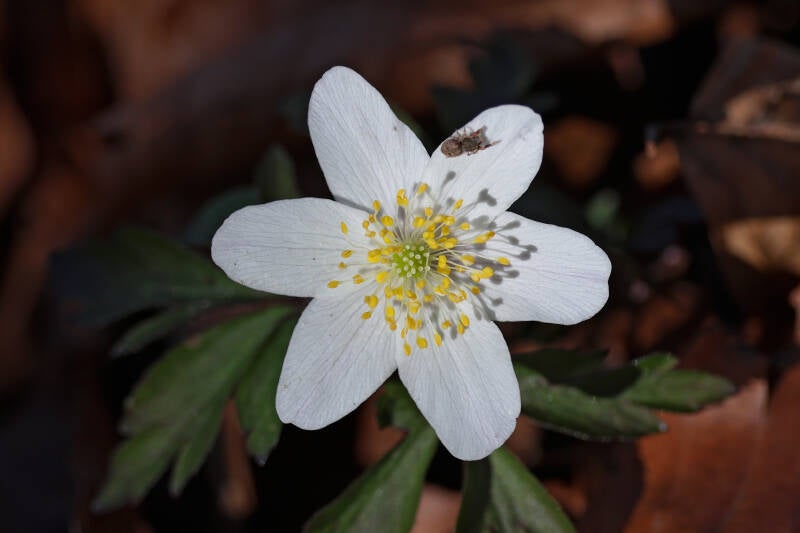 Das Buschwindröschen (Anemone nemorosa)