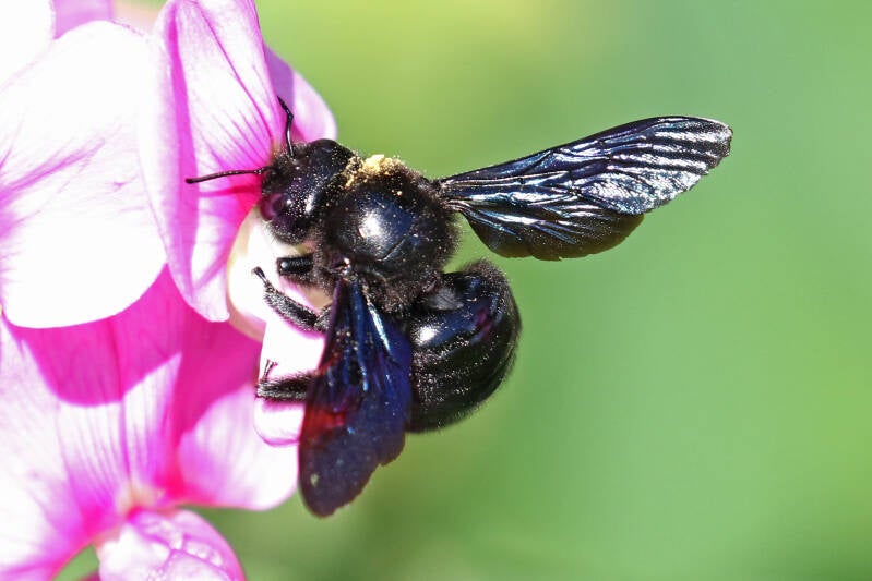 Grosse blaue Holzbiene