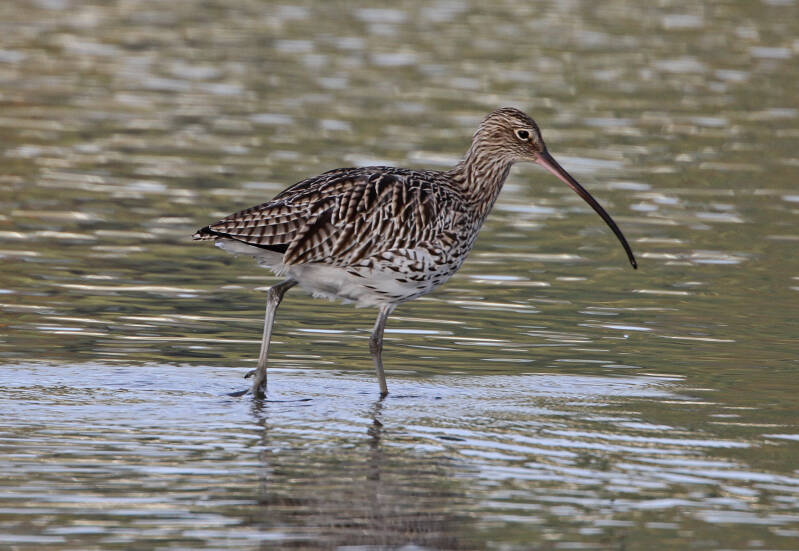  Große Brachvogel (Numenius arquata)