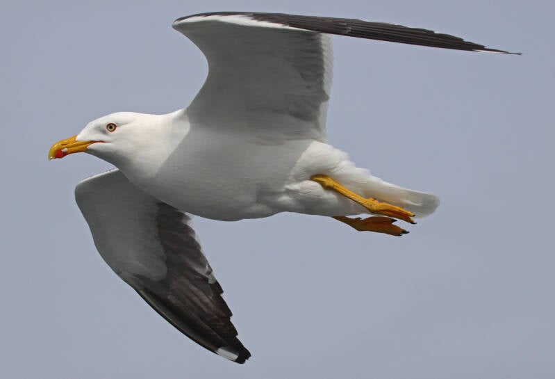 Heringsmöwe (Larus fuscus) 