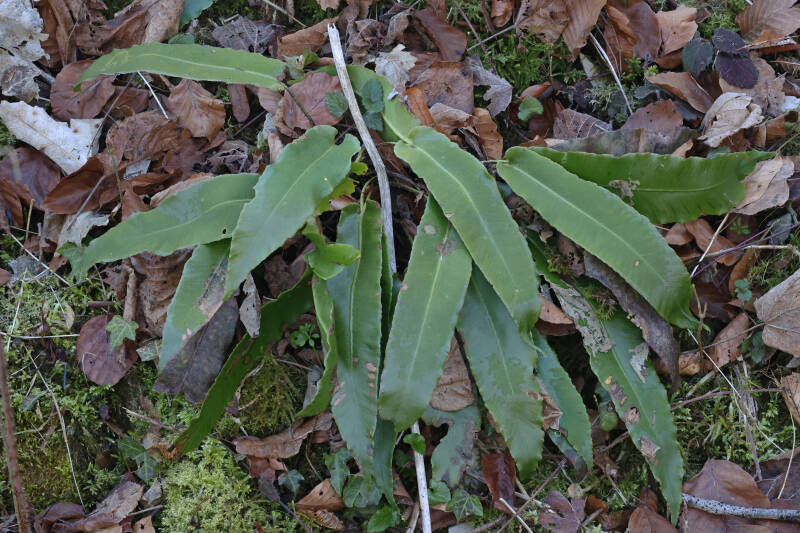 Der Hirschzungenfarn (Asplenium scolopendrium)