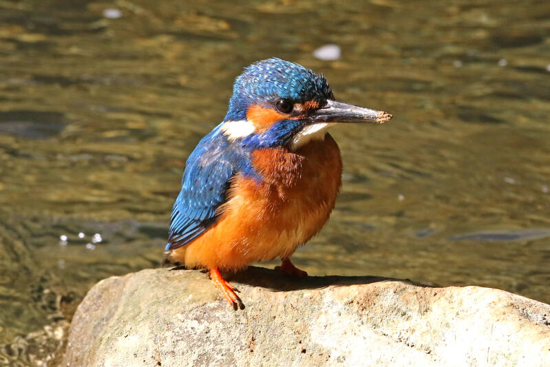Der Eisvogel (Alcedo atthis)
