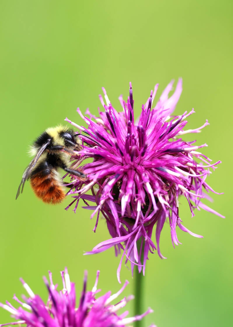 Wiesenhummel