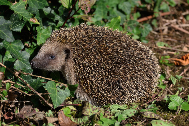 Igel