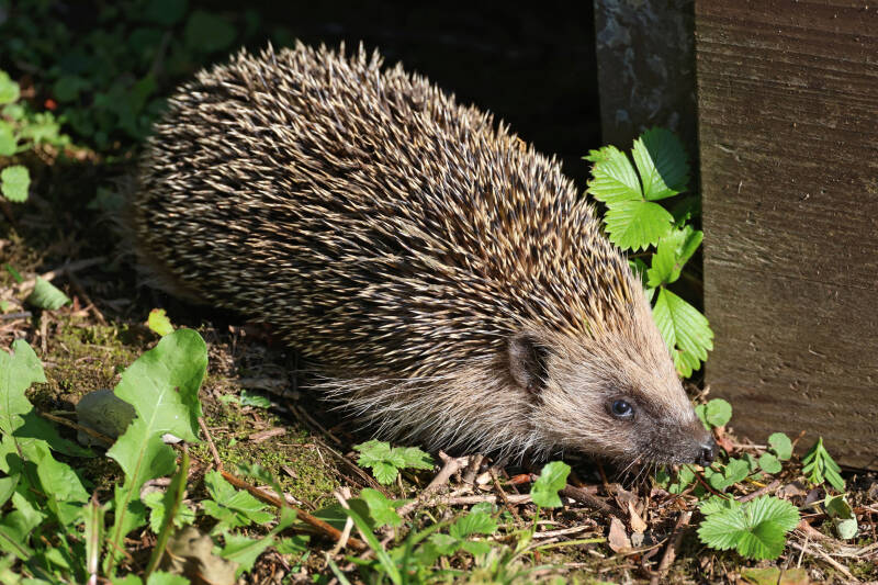 Igel