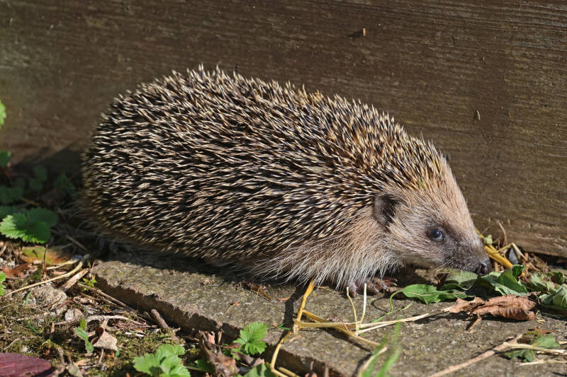 Igel