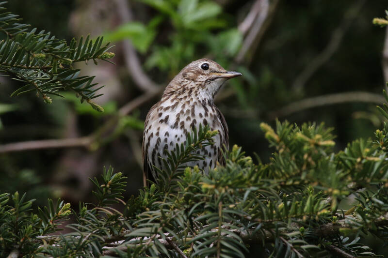 Singdrossel (Turdus philomelos)