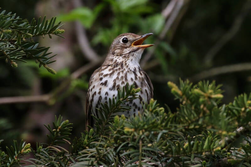 Singdrossel (Turdus philomelos)