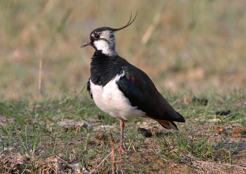 Kiebitz (Vanellus vanellus)