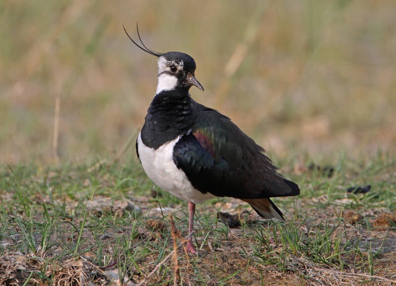 Kiebitz (Vanellus vanellus)