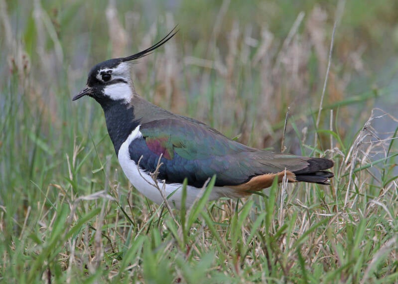 Kiebitz (Vanellus vanellus)
