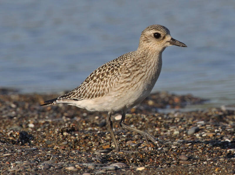 Kiebitzregenpfeifer (Pluvialis squatarola)