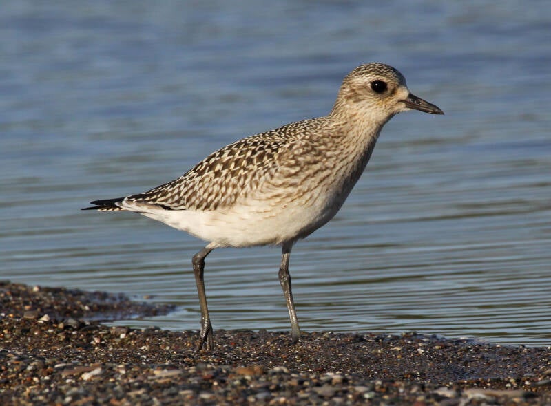Kiebitzregenpfeifer (Pluvialis squatarola)