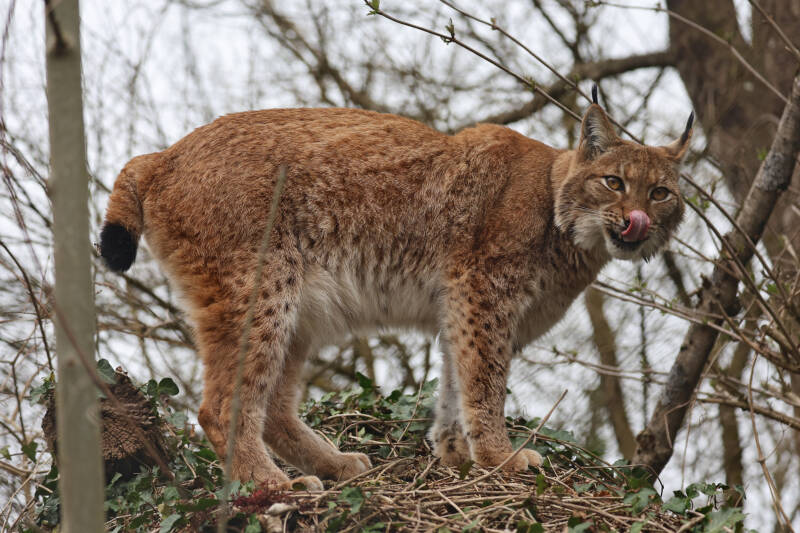 Europäische Luchs (Lynx lynx) 