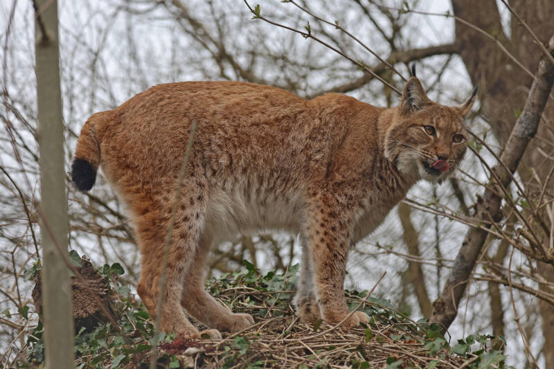 Europäische Luchs (Lynx lynx) 