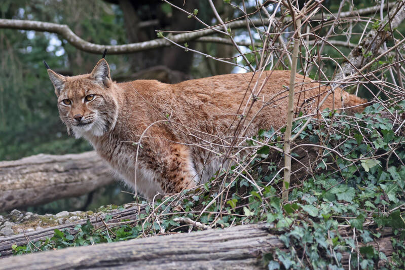 Europäische Luchs (Lynx lynx) 