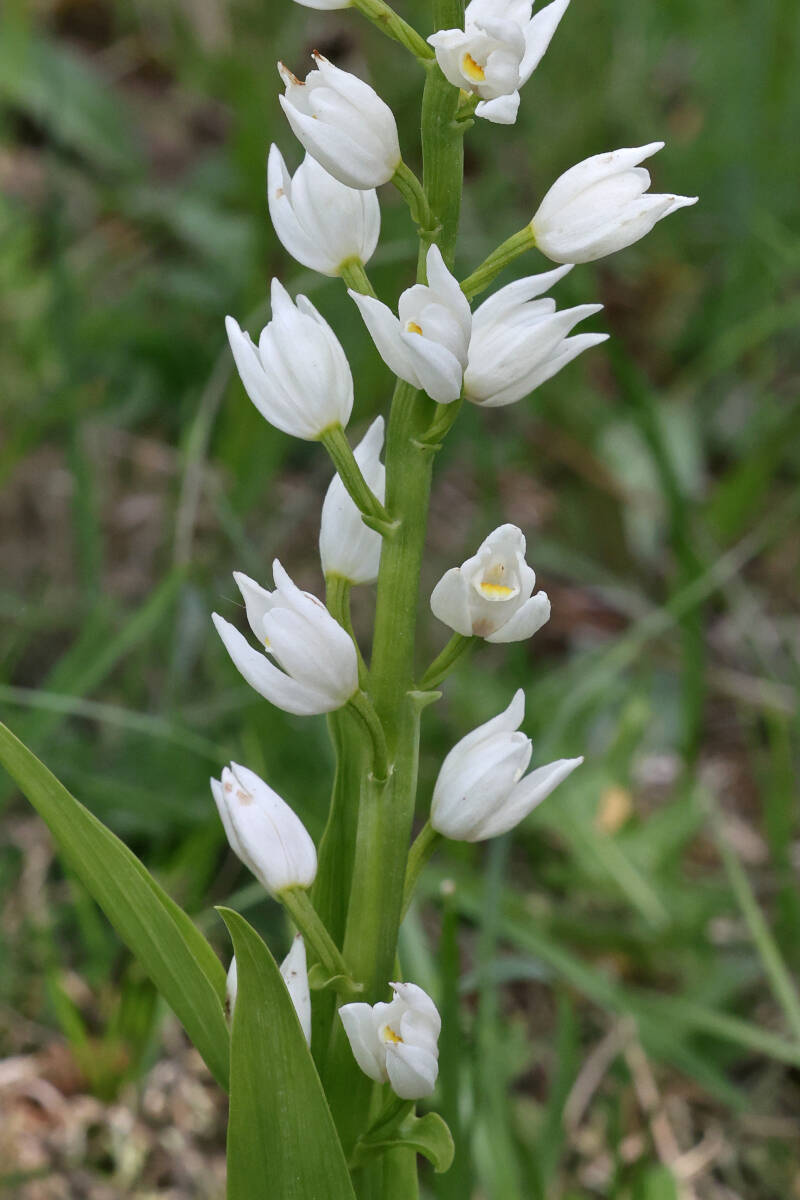 Weisses Waldvögelein