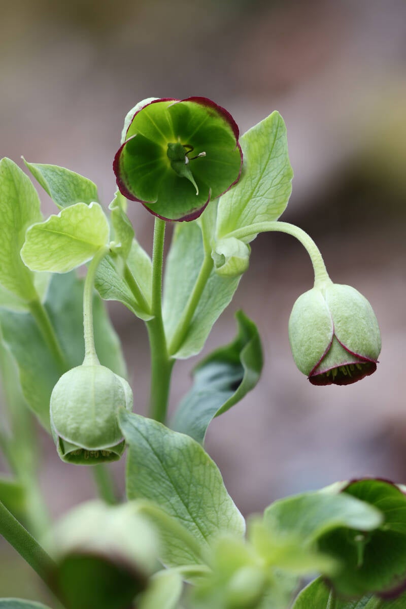 Die Stinkende Nieswurz (Helleborus foetidus)