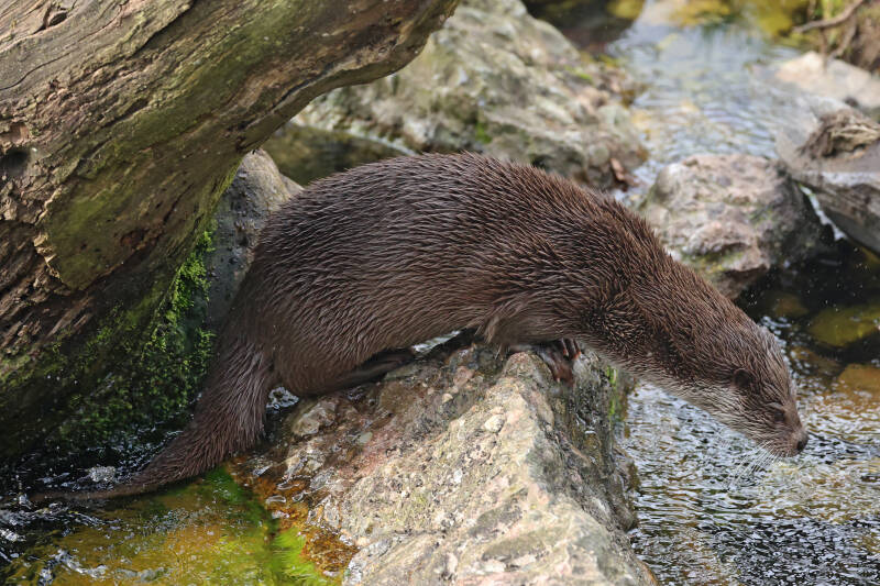 Otter 