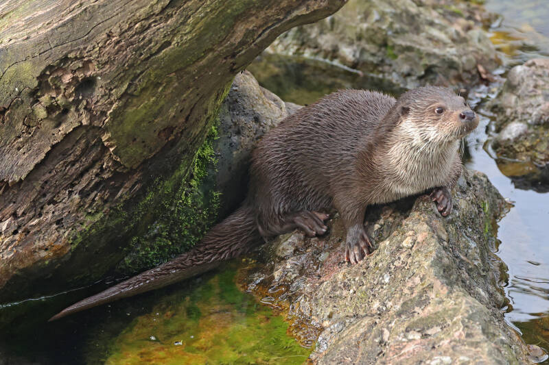 Otter 