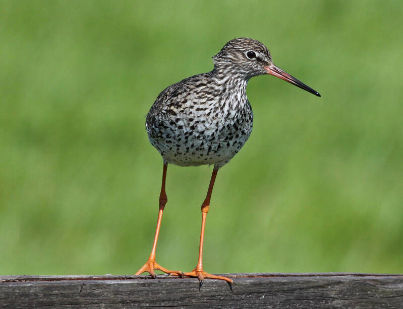 Rotschenkel (Tringa totanus)