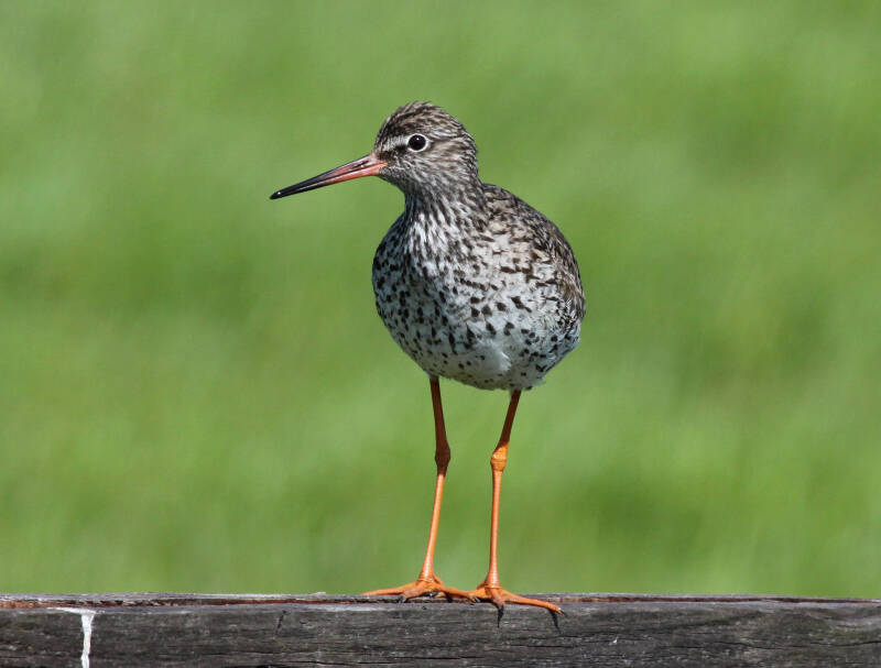 Rotschenkel (Tringa totanus)