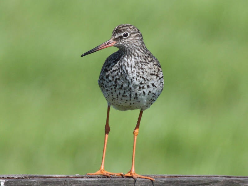 Rotschenkel (Tringa totanus)