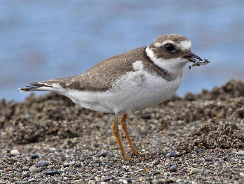  Sandregenpfeifer (Charadrius hiaticula)