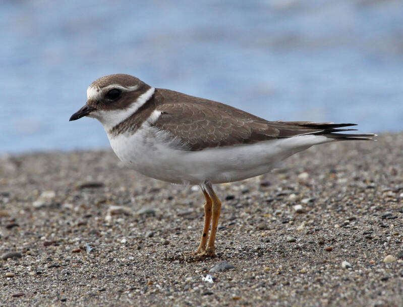  Sandregenpfeifer (Charadrius hiaticula)